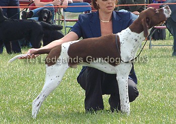 5th Minor Puppy Dog